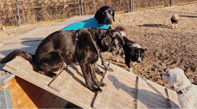 Hunde trainieren auf dem Platz