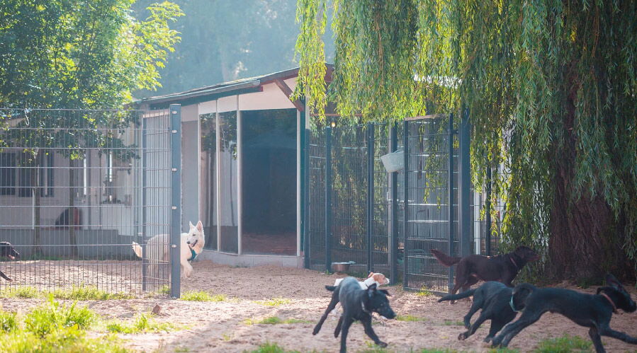 Eine Gruppe Hunde tobt sich aus