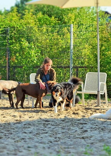 Hunde suchen Nähe zu Betreuerin