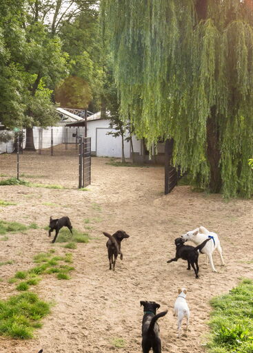 Hunde spielen im gekörnten Sand