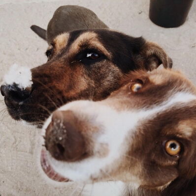 Zwei Hunde schauen in die Kamera