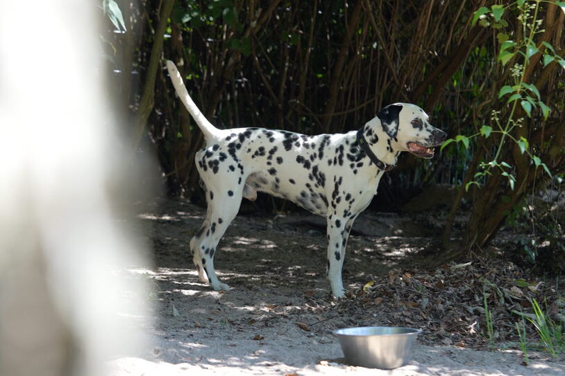 Dalmatiner steht im Schatten