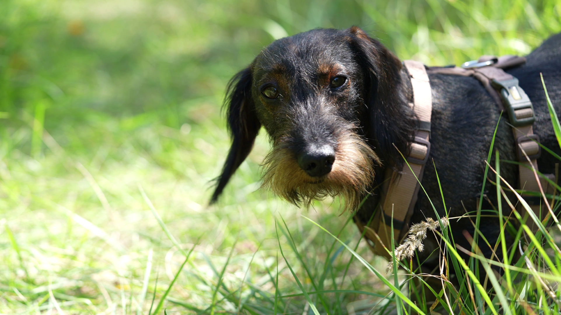 Dackel schaut in die Kamera