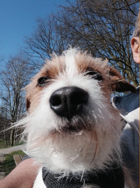 Hund schaut direkt in die Kamera